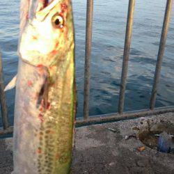 サゴシ+タチウオ