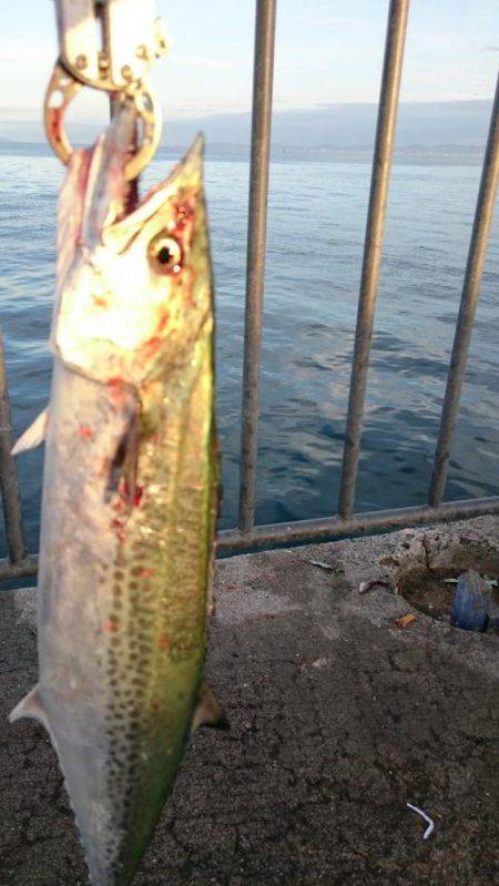 サゴシ+タチウオ