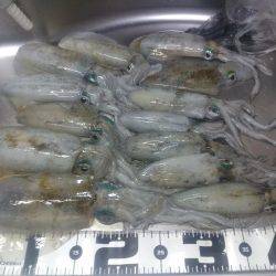 アオリイカよし！