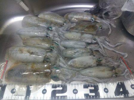 アオリイカよし！