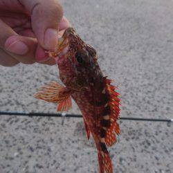 たそがれ釣り旅、台風の合間にて