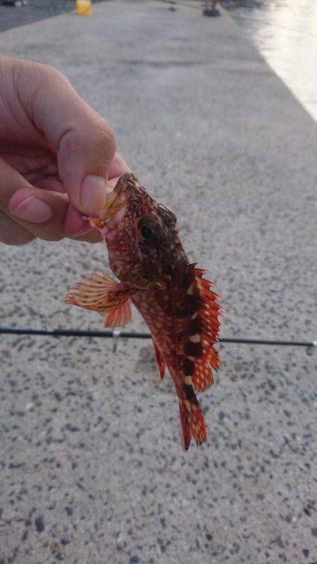たそがれ釣り旅、台風の合間にて