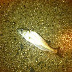 久々に舞洲に！