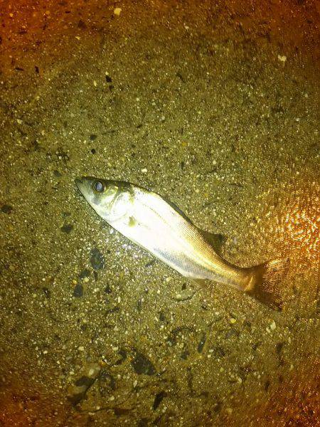 久々に舞洲に！