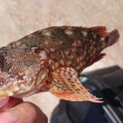 秋イカエギング釣行