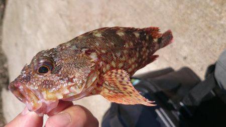 秋イカエギング釣行