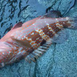 走り回って当たりポイント!