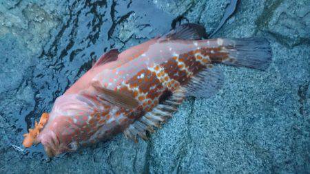 走り回って当たりポイント!