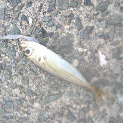 イカより人のほうが多そう・・・