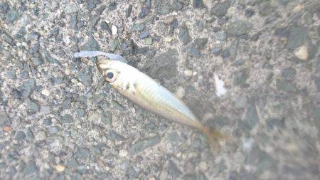 イカより人のほうが多そう・・・