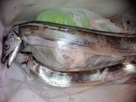 ようこそ太刀ちゃん(*^_^*)