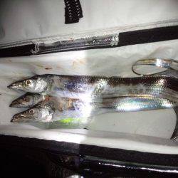 太刀魚サイズＵＰ！