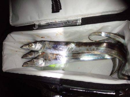 太刀魚サイズＵＰ！