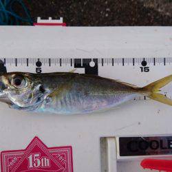 タチウオ激渋、アジ爆釣