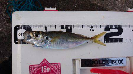 タチウオ激渋、アジ爆釣