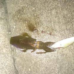 久しぶりのヤエン