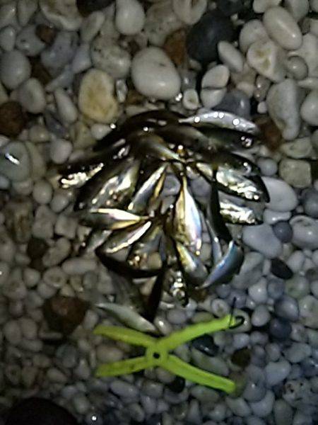 アジのサイズ上がらず