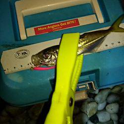 雨の止み間にアジング