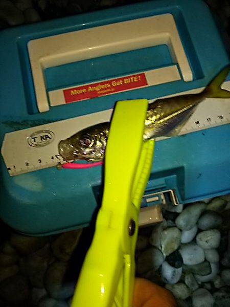 雨の止み間にアジング