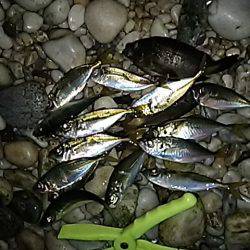 メバルは、まだかなぁ