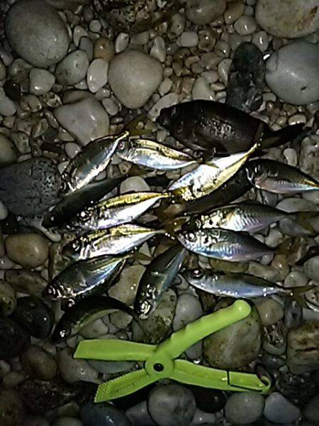 メバルは、まだかなぁ