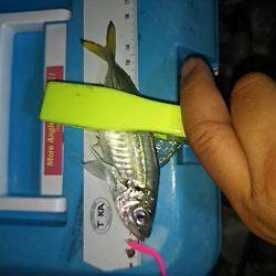 コアジ高活性！