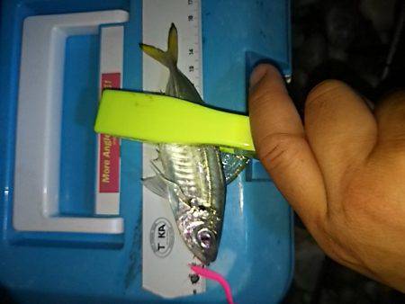 コアジ高活性！