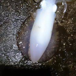 一瞬のジアイ。