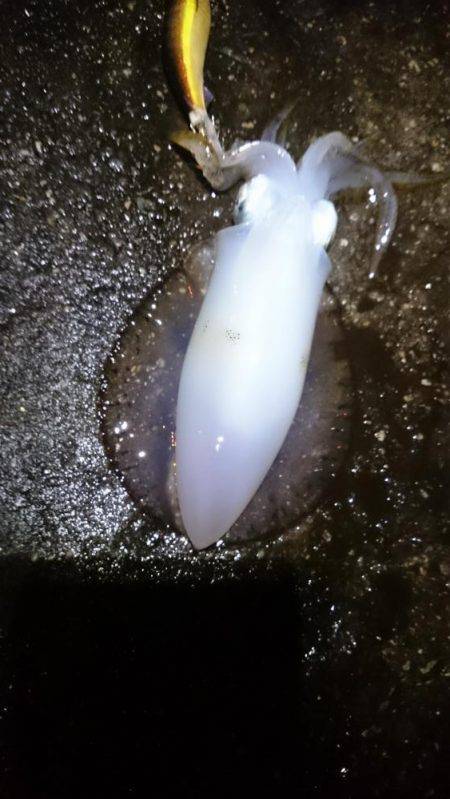 一瞬のジアイ。