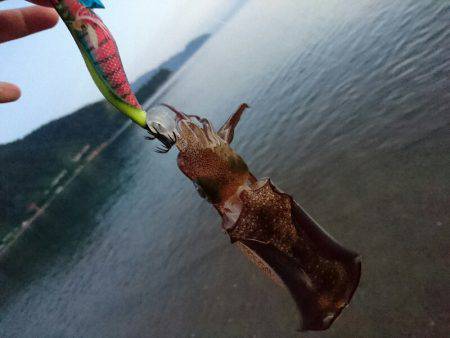 早朝サーフエギング