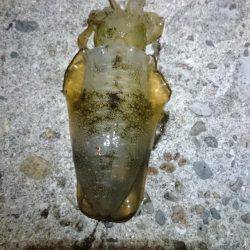 まだまだ下手ッピです。