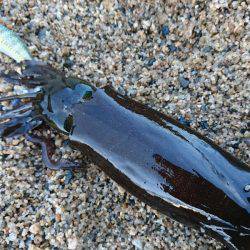 早朝サーフエギング