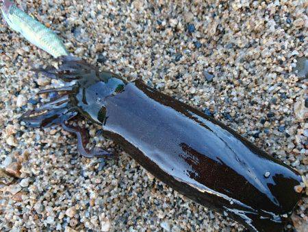 早朝サーフエギング