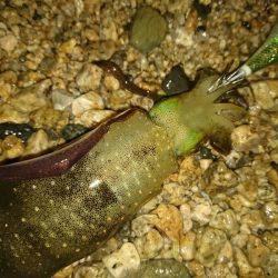 サーフエギング