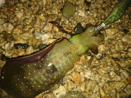 サーフエギング