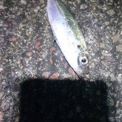 癒しのアジング？