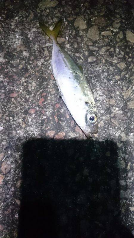 癒しのアジング？