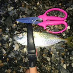 サーフエギング(￣▽￣)