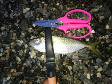 サーフエギング(￣▽￣)