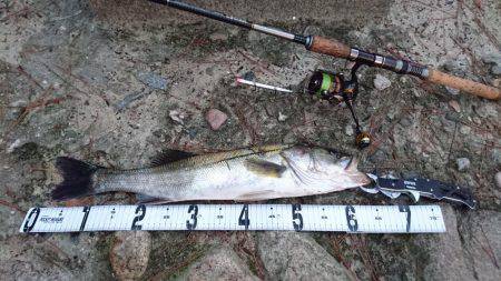 台風後の濁りで活性が上がったかな？