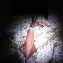 ケンサキ大漁！