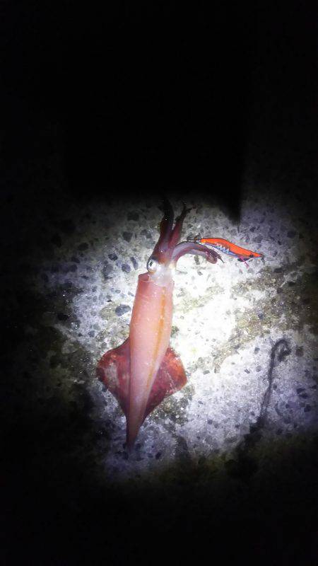 ケンサキ大漁！