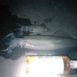 ケンサキ&アオリ