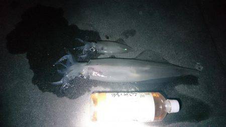 ケンサキ&アオリ