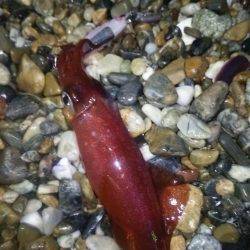 サーフでケンサキ＆アオリエギング