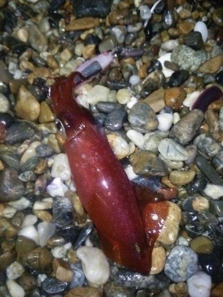 サーフでケンサキ＆アオリエギング