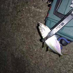 久々のアジング