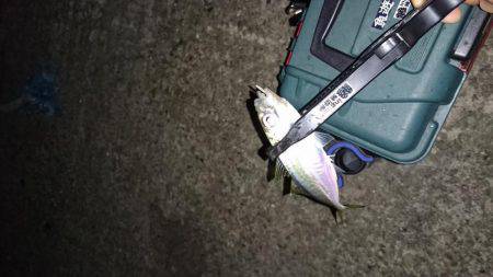 久々のアジング