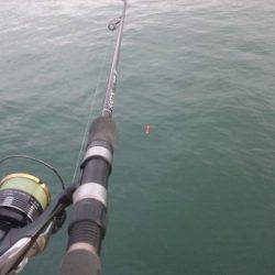 久々、タチウオ！