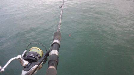 久々、タチウオ！